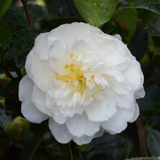 Mine No Yuki Camellia Sasanqua
