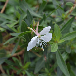 Gaura Indian Feather