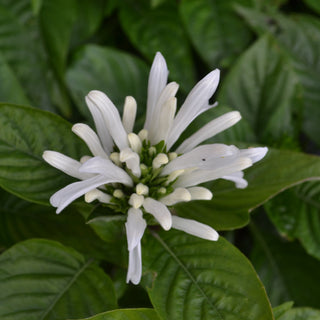 White Jacobina