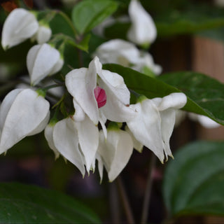 Clerodendrum Thomsoniae Bleeding Heart