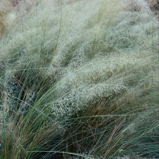 White Cloud Muhly Grass
