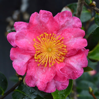 Kanjiro Camellia Sasanqua