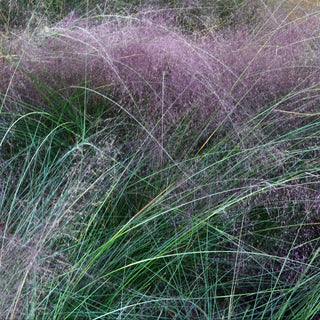 Pink Muhly Grass