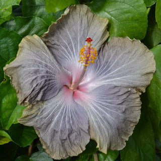 Cajun Hibiscus - Silverado