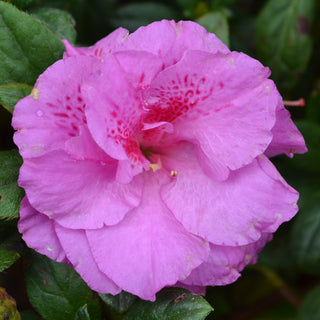 Encore® Autumn Majesty Azalea