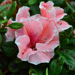 Encore® Autumn Sunburst Azalea