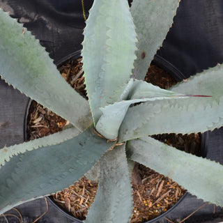 Blue Agave