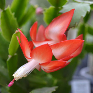 Thanksgiving Cactus