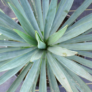 Blue Sentry Yucca
