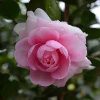 Dream Weaver Camellia Sasanqua