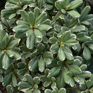 Variegated Pittosporum