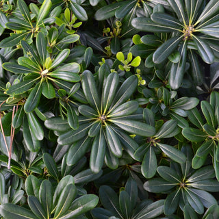 Wheeler's Dwarf Pittosporum