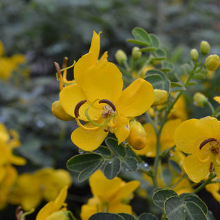 Cassia Bicapsularis