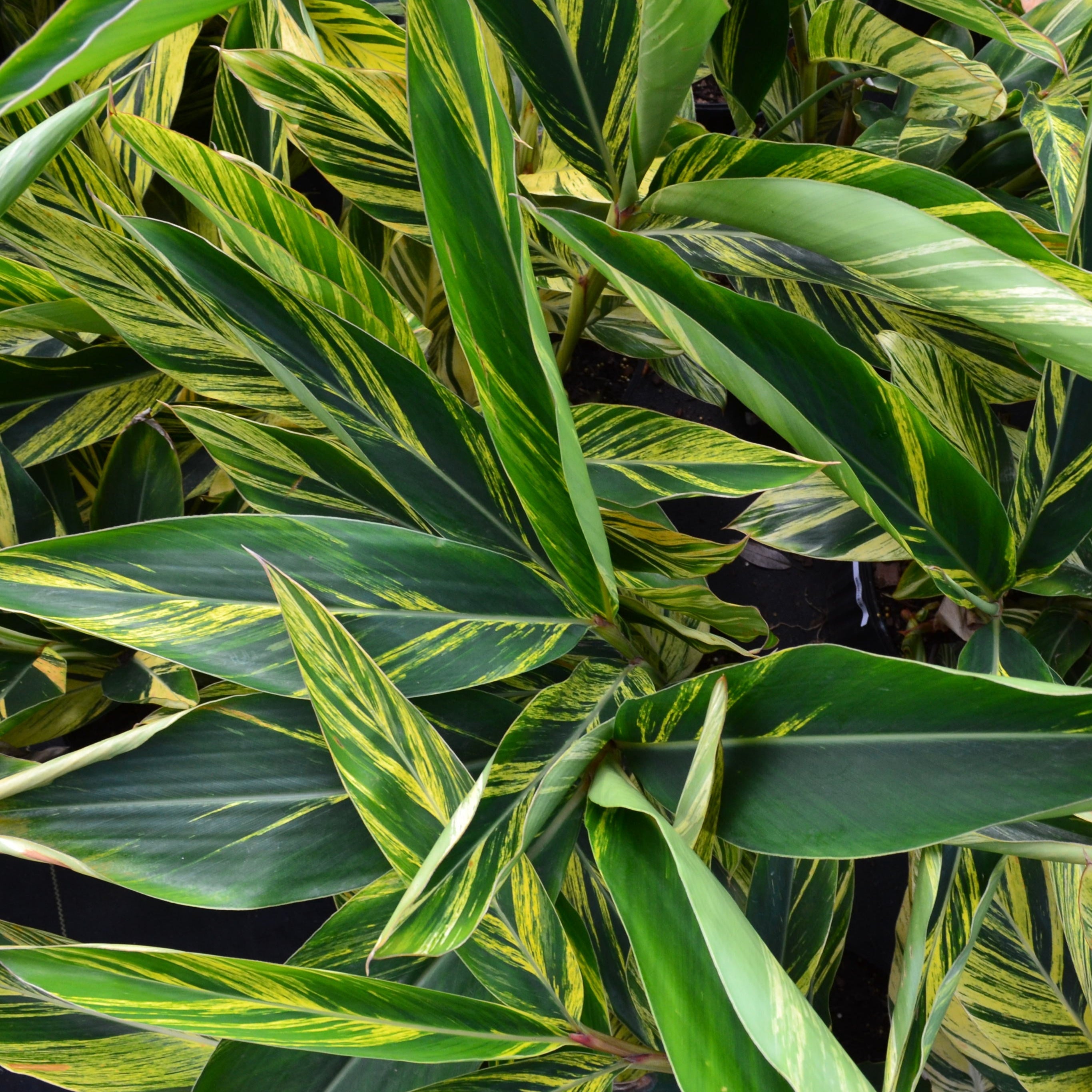 ginger palm plant Variegated Ginger
