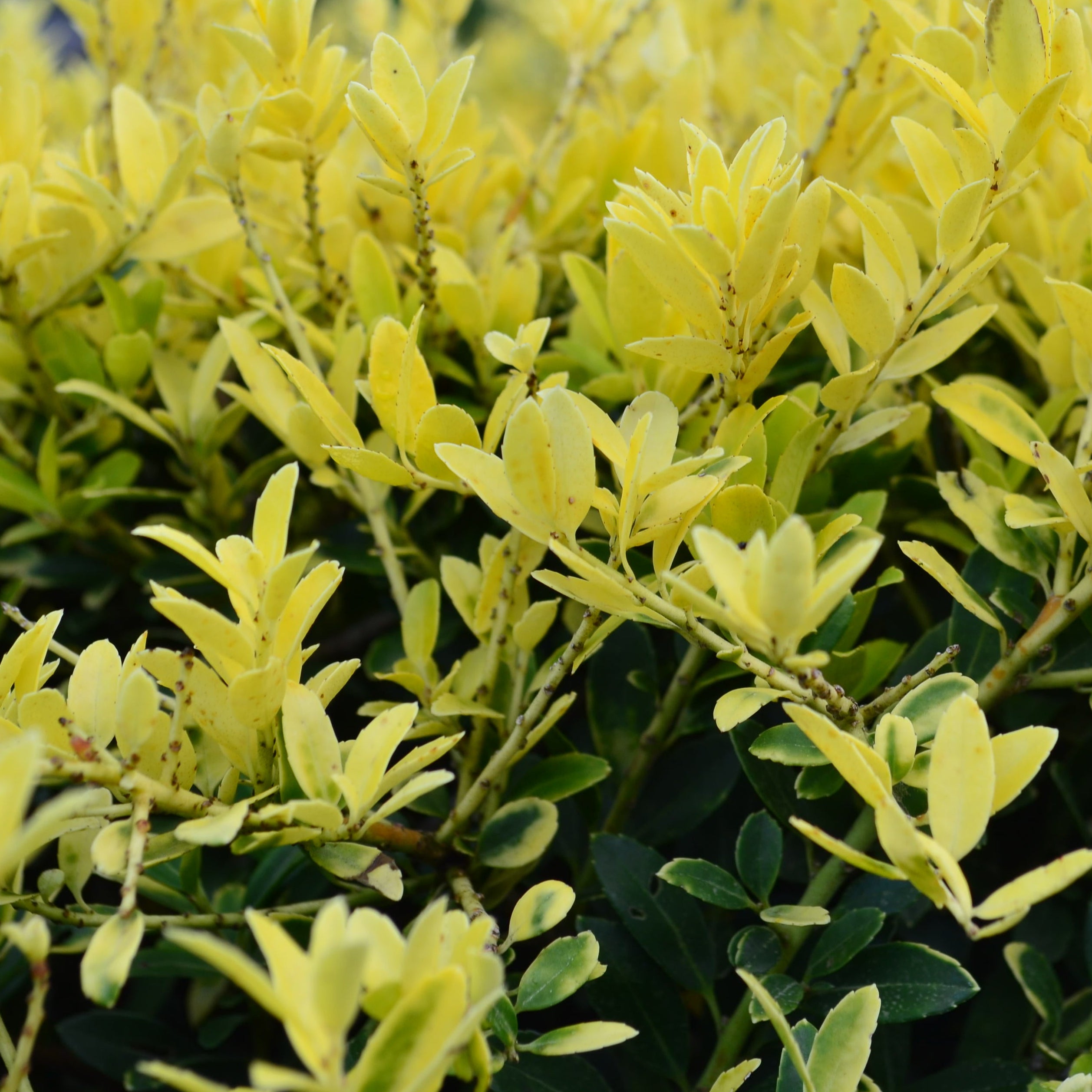 Touch of Gold Holly – Panhandle Palm & Rock