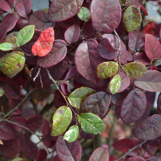 Jazz Hands® Variegated Loropetalum