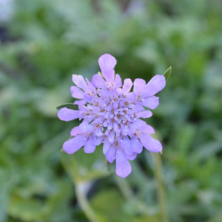 Scabiosa Butterfly Blue