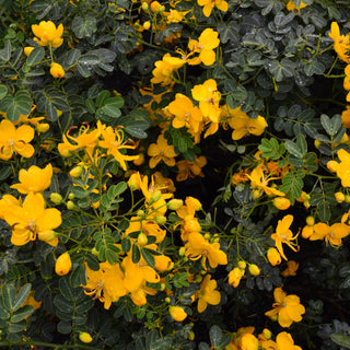 Cassia Bicapsularis