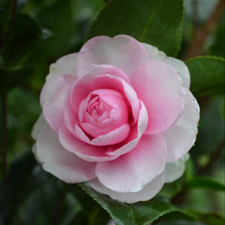 Dream Weaver Camellia Sasanqua