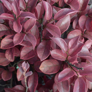First Edition® Crimson Fire Loropetalum