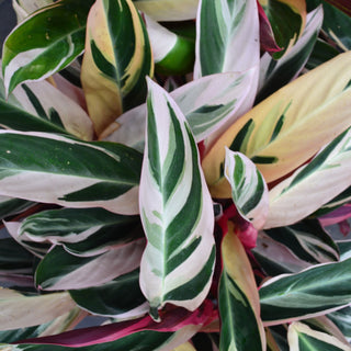 Stromanthe Triostar
