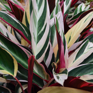 Stromanthe Triostar