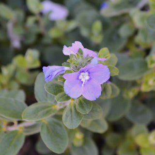 Blue Daze 'Blue My Mind'