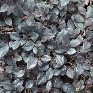 Purple Diamond Loropetalum