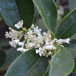 Osmanthus 'Sweet/Tea Olive'