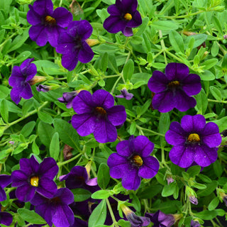 Purple Calibrachoa Cabaret