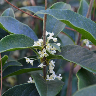 Osmanthus 'Sweet/Tea Olive'