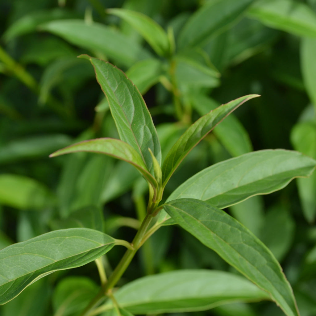 Forsythia Lynwood Gold – Panhandle Palm & Rock