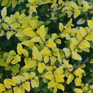 Sunshine Ligustrum