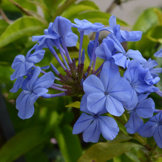 Imperial Blue Plumbago