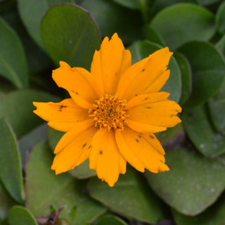 Coreopsis Aur. Nana