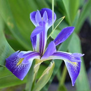 Blue Flag Iris