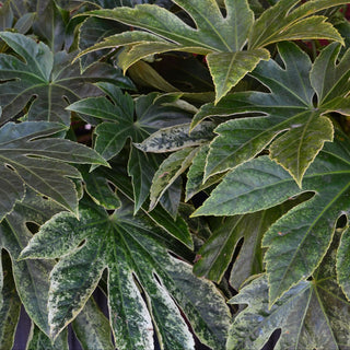 ‘Spider’s Web’ Fatsia Japonica
