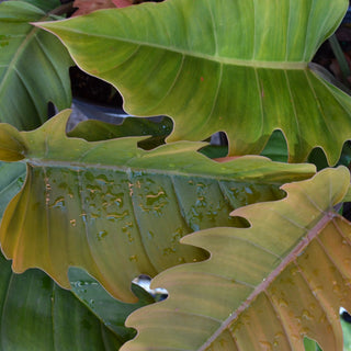 caramel pluto philodendron Philodendron Caramel Pluto – Panhandle Palm & Rock
