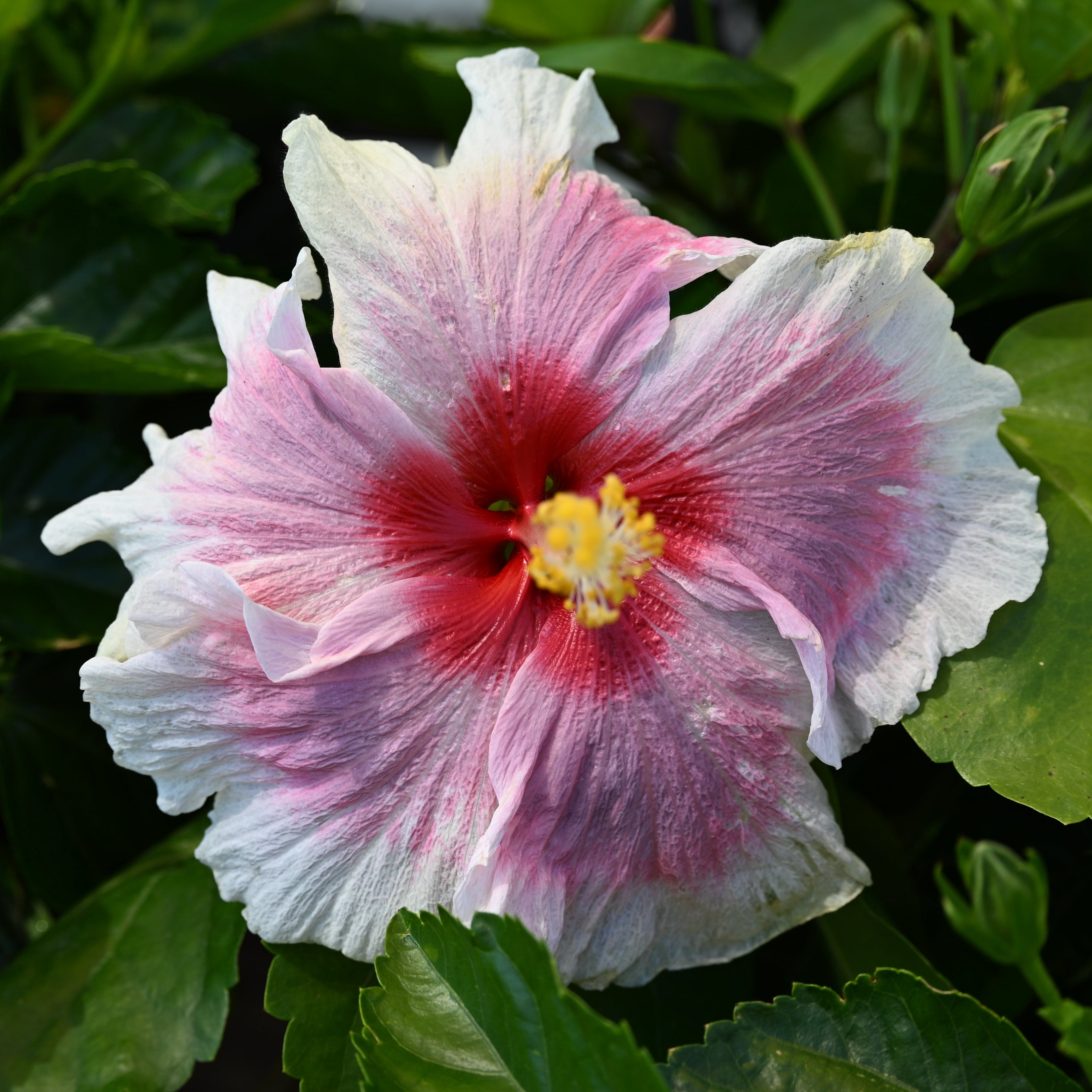 Cajun Hibiscus - Zydeco – Panhandle Palm & Rock