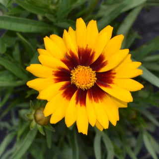 Solanna Bright Sunset Coreopsis