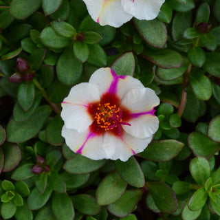 Portulaca SeaGlass Pink Lady