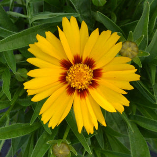 Solanna Bright Touch Coreopsis