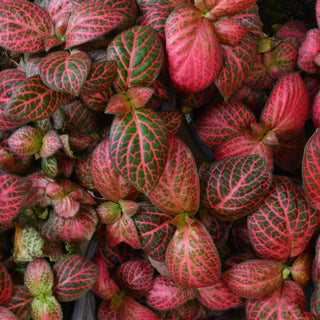 Fittonia Red Cloud
