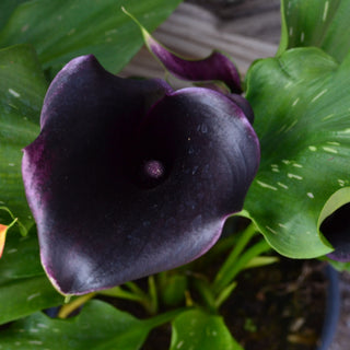Calla Lily Beretta