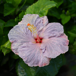 Cajun Hibiscus - Blue By You