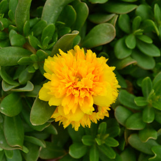 Portulaca ColorBlast Double Yellow