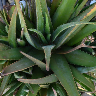 Medicinal Aloe