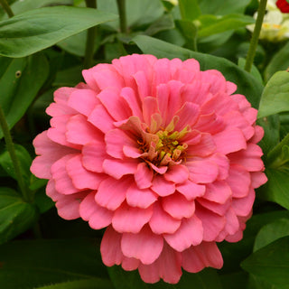 Zinnia Magellan Mix