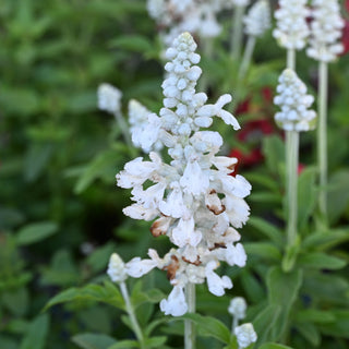 Mystical White Salvia