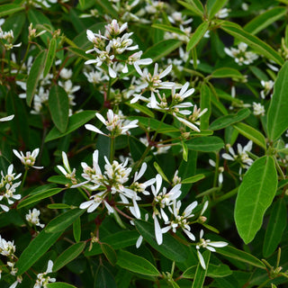 Euphorbia Starblast Snowdrift